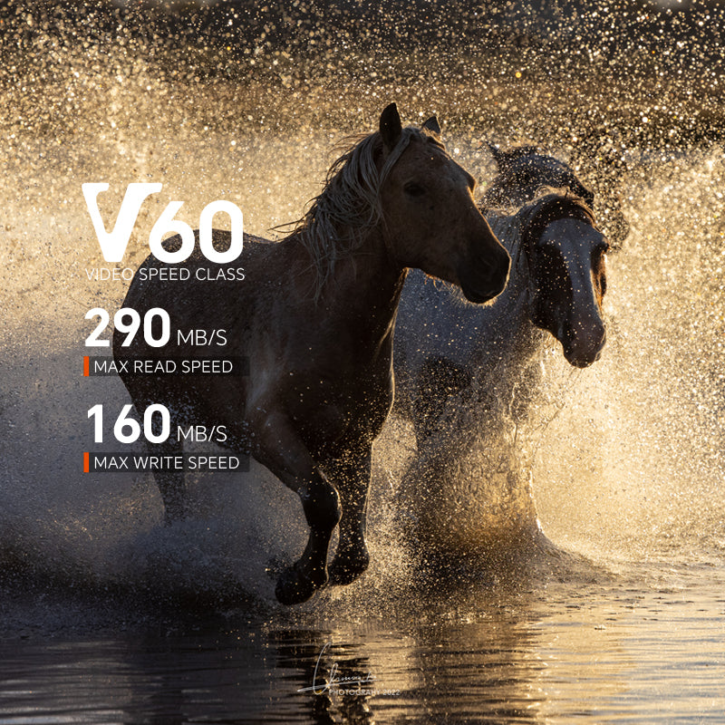 Stegosaur Series V60 SDXC UHS-II SD Memory Cards